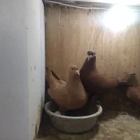 ۳جفت درجه یک|پرنده|مشهد, ایثار|دیوار