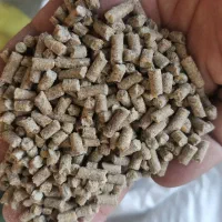 گندم و دان مرغ گوشتی و تخمگذار و بومی