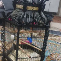 قفس بزرگ عروس هلندی وپرندهای دیگه|لوازم جانبی حیوانات|هشتگرد, قاسم آباد بزرگ|دیوار