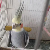 عروس هلندی نر دستی  شیطون