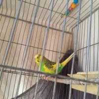 پرنده|پرنده|فیروزآباد (فارس), |دیوار