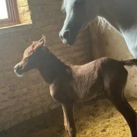 اجازه اسب برای مراسم وعکاسی بااسب و فروش چندتااسب|اسب و تجهیزات اسبسواری|تهران, مشیریه|دیوار