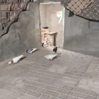 کبوتر