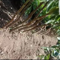 فروش انواع آنها های مرکبات ونهال های خاص|خدمات باغبانی و درختکاری|اصفهان, باغ کاران|دیوار