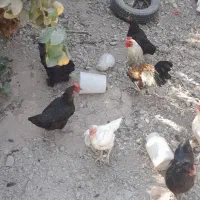فروش مرغ و خروس