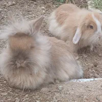 خرگوش لوپ|موش و خرگوش|چناران, |دیوار