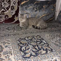 گربه گمشده لطفا اطلاع دهید