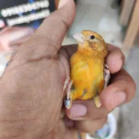 قناری تو سرخ(۶عدد)|پرنده|کرمانشاه, |دیوار