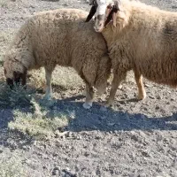 ورن سنجابی|حیوانات مزرعه|سرپل ذهاب, |دیوار