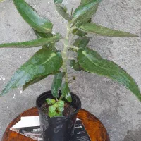 گل های طبیعی