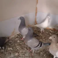 جفت شهری و جفت سبز با جوجه و یه جفت مخلف|پرنده|کازرون, |دیوار