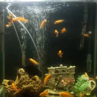 آکواریوم خم پمپ هوا ۲۰ عدد ماهی ماکرو زرد|ماهی|گلستان (تهران), |دیوار