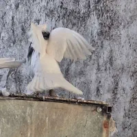 طوقی|پرنده|زنجان, |دیوار