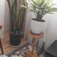 گل اگلنما و سانسوریا ابلق