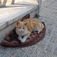 گربه رایگان|گربه|تربت جام, المهدی|دیوار