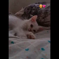 گربه پرشین|گربه|تهران, جی|دیوار