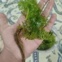 گیاه اکواریوم