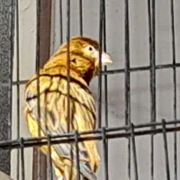 قناری سرخ نر