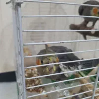 عروس هلندی|پرنده|قشم, |دیوار