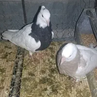 طوقی|پرنده|زاگرس, |دیوار