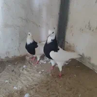 کبوتر طوقی