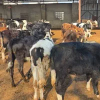 فروش گوساله دورگ محلی|حیوانات مزرعه|رامند, |دیوار