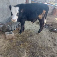 گوساله نر|حیوانات مزرعه|قشلاق دشت, |دیوار