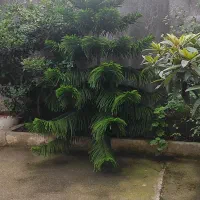 کاج مطبق هلندی