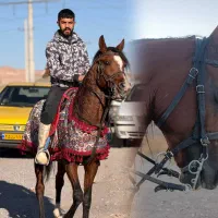 اسب عرب یک سر|اسب و تجهیزات اسب‌سواری|میانه, |دیوار