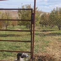 فروش باغ سیب ۲۰ ساله در روستای هفت اباد|فروش خانه و ویلا|سیلوانه, |دیوار