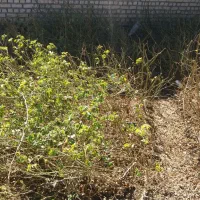 نهال گلمحمدی