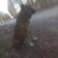 سگ خراسانی|سگ|چهارباغ, |دیوار