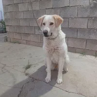 فروش سگ گلدن لابرادور