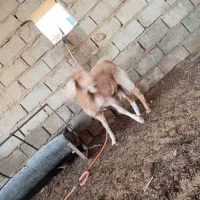 کره نر|حیوانات مزرعه|هامون, |دیوار