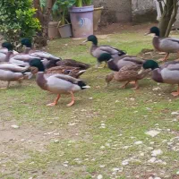 اردک (نر) پروازی اصیل فقط نر موجود