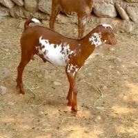 ارتشی اصل|حیوانات مزرعه|تفت, |دیوار