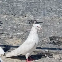 ماده سفید بدون کوچکترین عیب