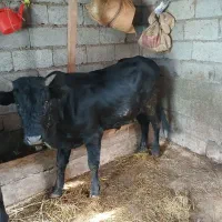 این سه راس گوساله بفروش می رسد|حیوانات مزرعه|حویق, |دیوار