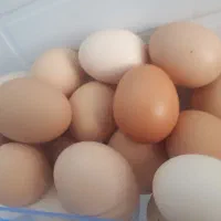 تخم مرغ خوراکی ونطفه دار درشت دونه۱۴ت