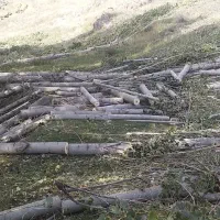 خرید درختان سرپا.چوب