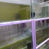 فروش ویژه پایه وآکواریوم با تخفیف ویژه|ماهی|خمینی‌شهر, |دیوار