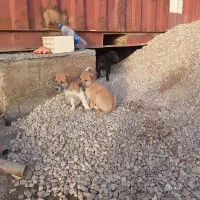 سه تا کوتلو سگ