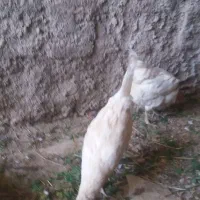 فروش مرغ