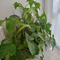 گل سینگونیوم (گوش خرگوشی)|گل و گیاه طبیعی|اصفهان, جاوان|دیوار