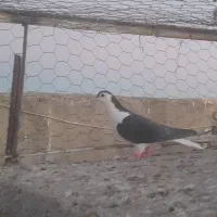 کبوتر فروشی