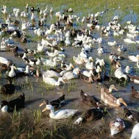 اردک ارگانیک