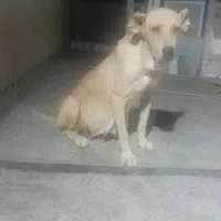 ماده عراقی سرابی پژدر