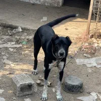 سگ گله نگهبان|سگ|رشت, حومه رشت|دیوار