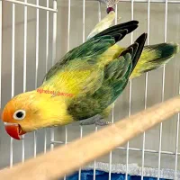 طوطی یووینگ کوتوله عروس مرغ عشق گرین|پرنده|مشهد, آزادشهر|دیوار