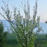 فروش باغ ۱۸ ساله با چاه اب در جاده قدیم کردکوی|فروش زمین و ملک کلنگی|گرگان, |دیوار